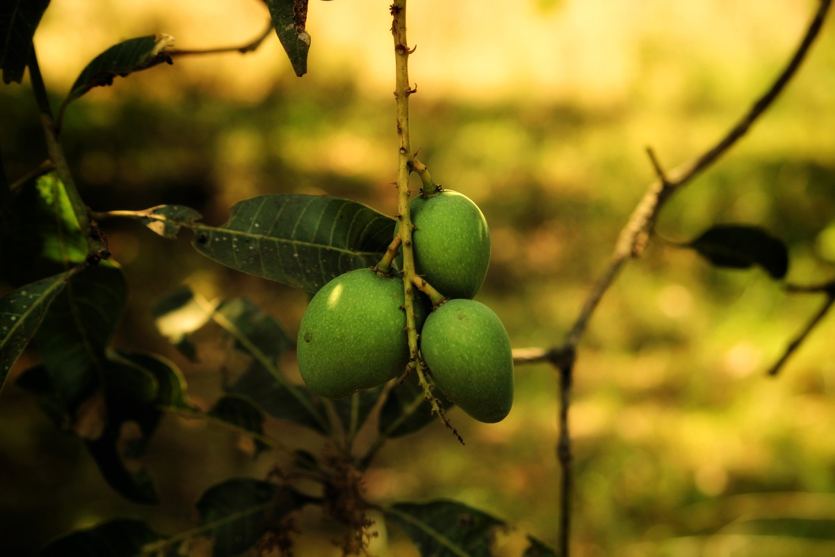 How To Plant Mango Seeds