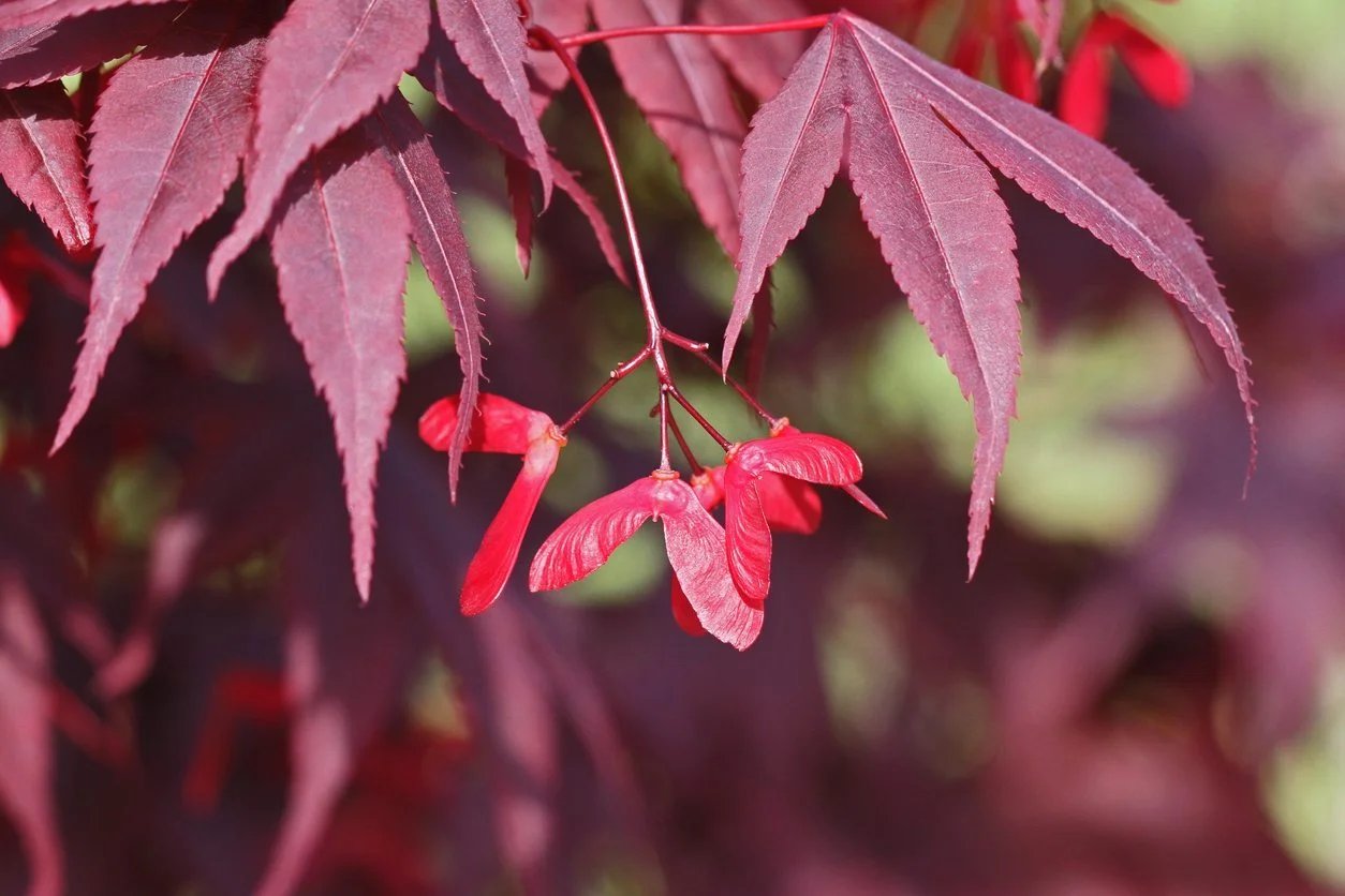 How To Plant Maple Seeds