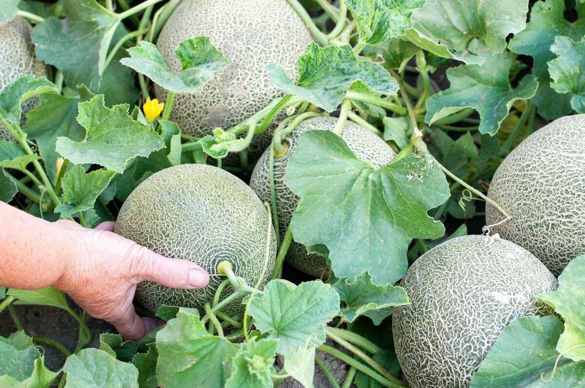 How To Plant Melons