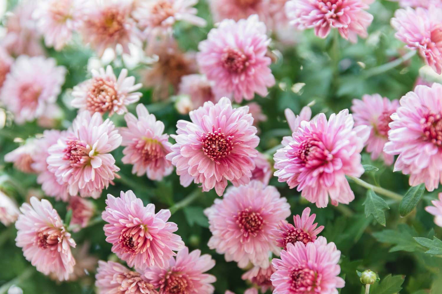 How To Plant Mums