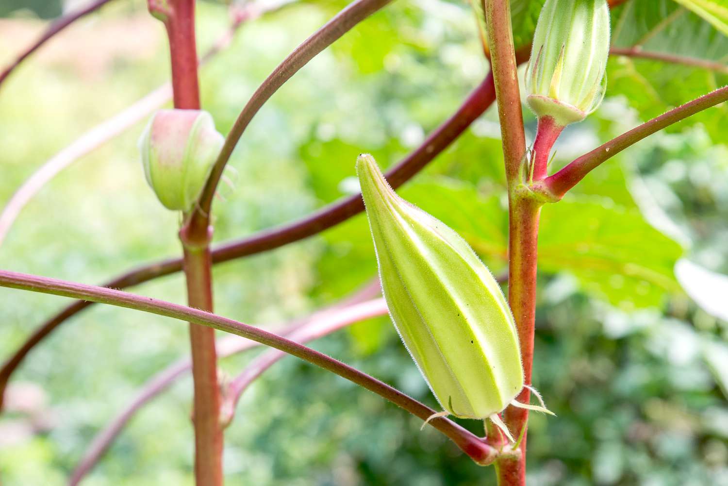 How To Plant Okra