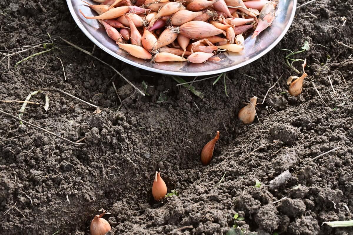 How To Plant Onions From Seeds