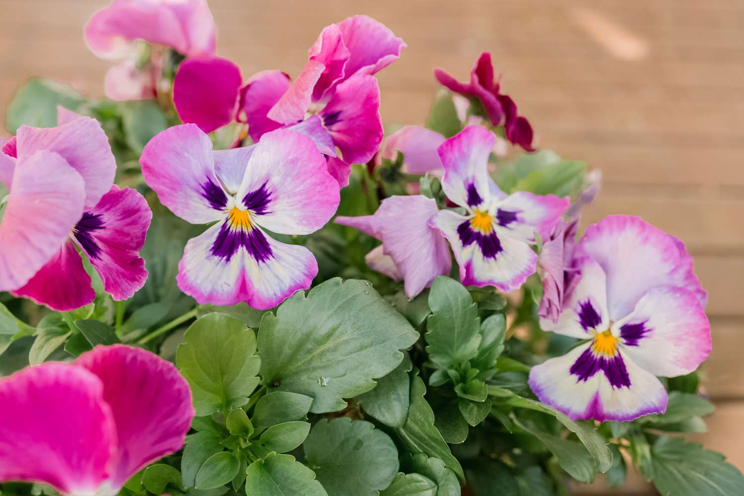 How To Plant Pansies
