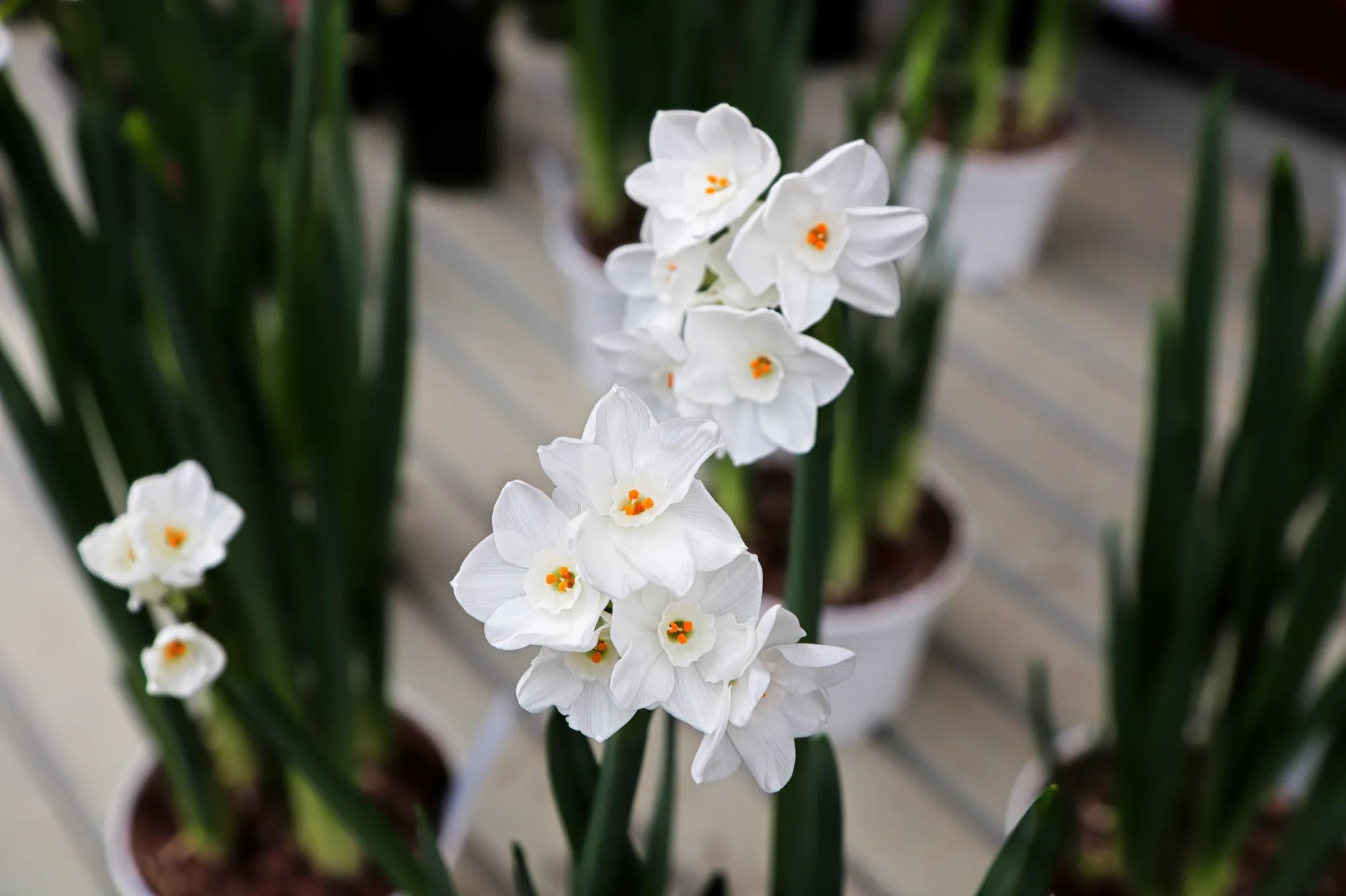 how-to-plant-paperwhite-bulbs