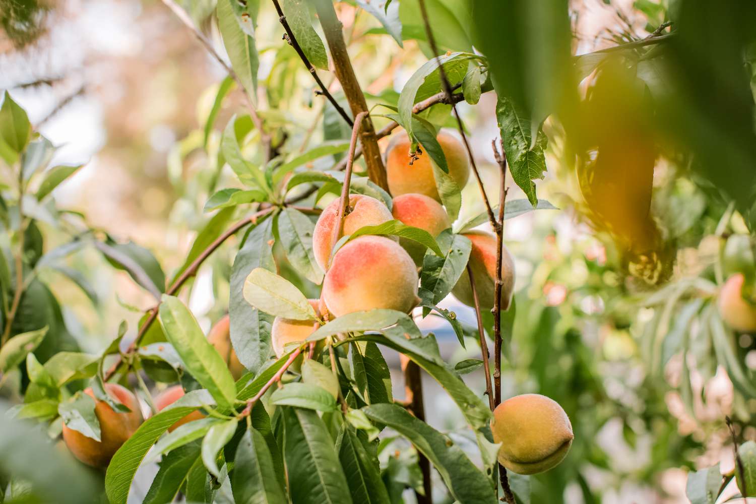 How To Plant Peach Trees