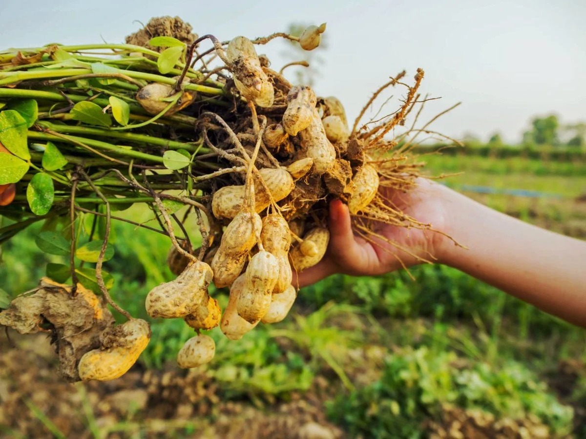 how-to-plant-peanuts