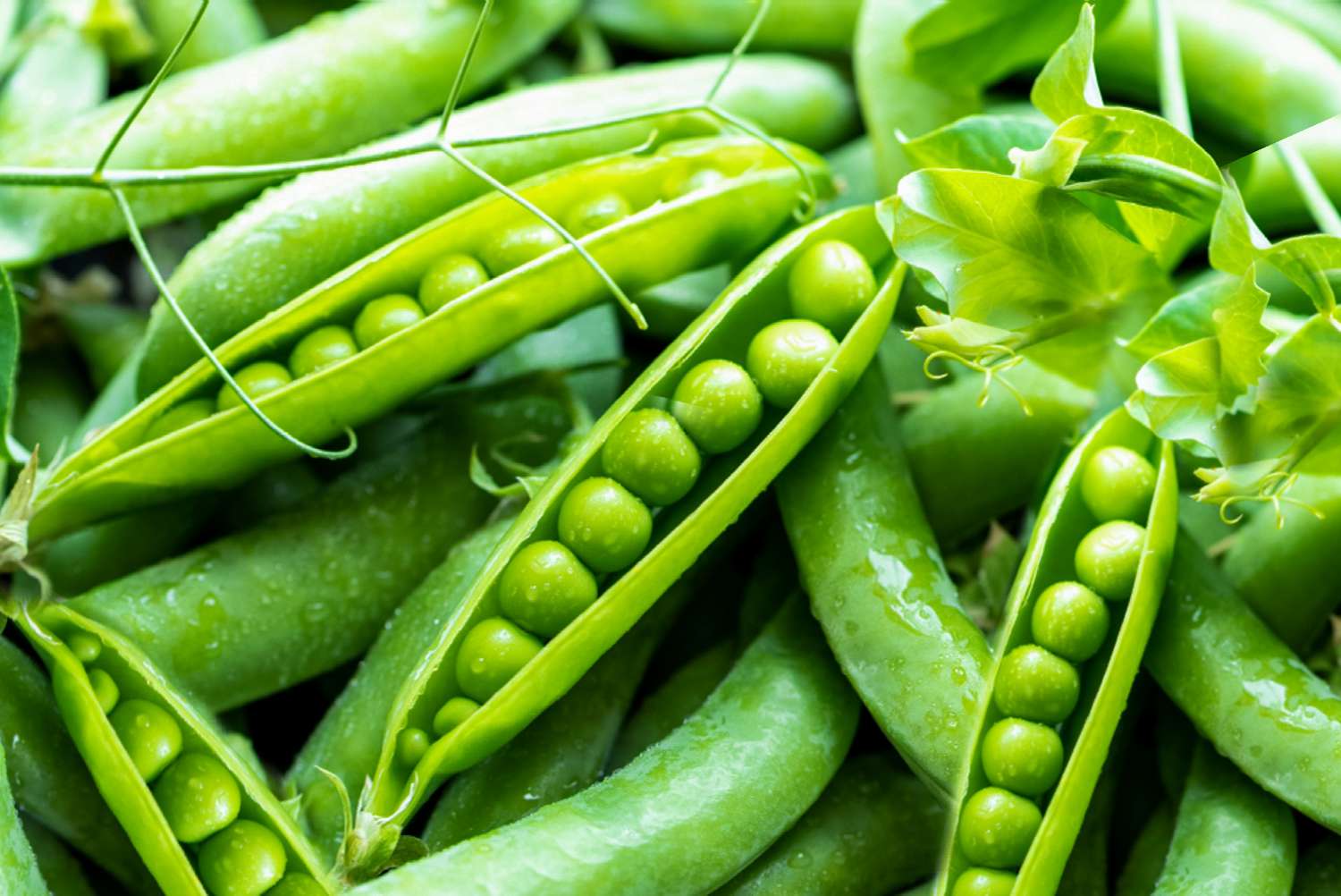 How To Plant Peas