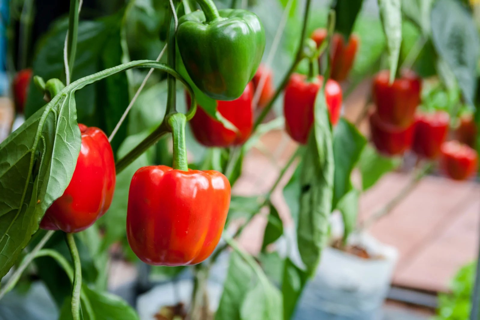 How To Plant Pepper Seeds From A Fresh Pepper