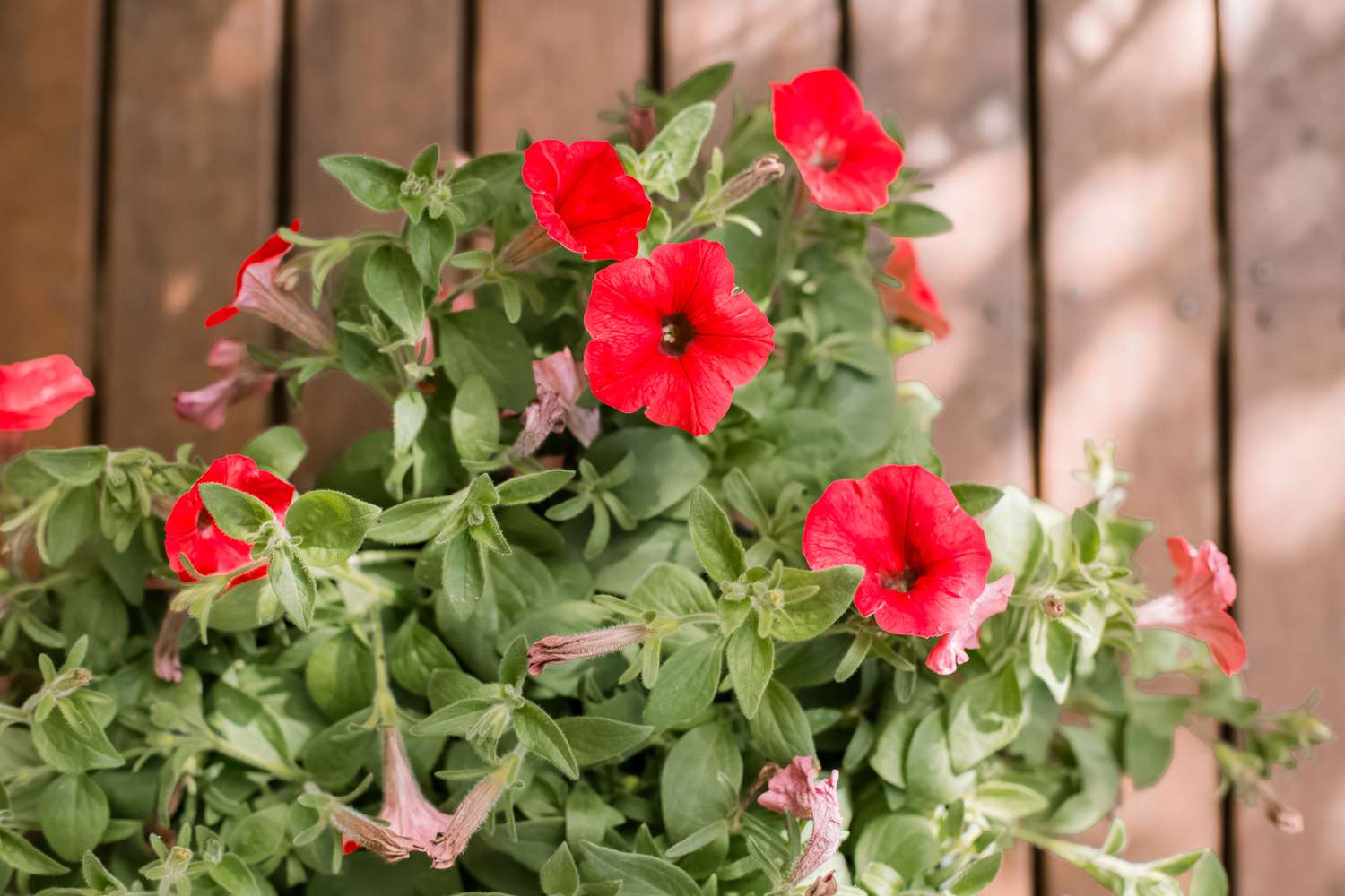 how-to-plant-petunias