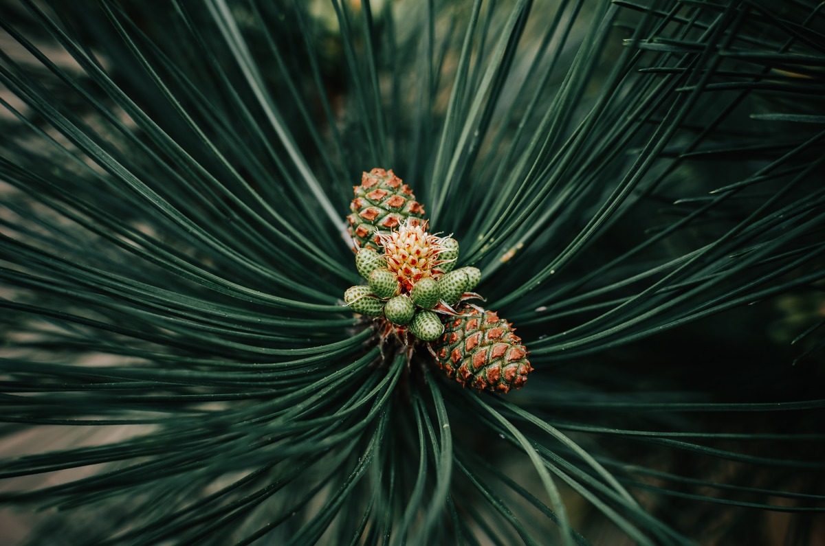 How To Plant Pine Cones