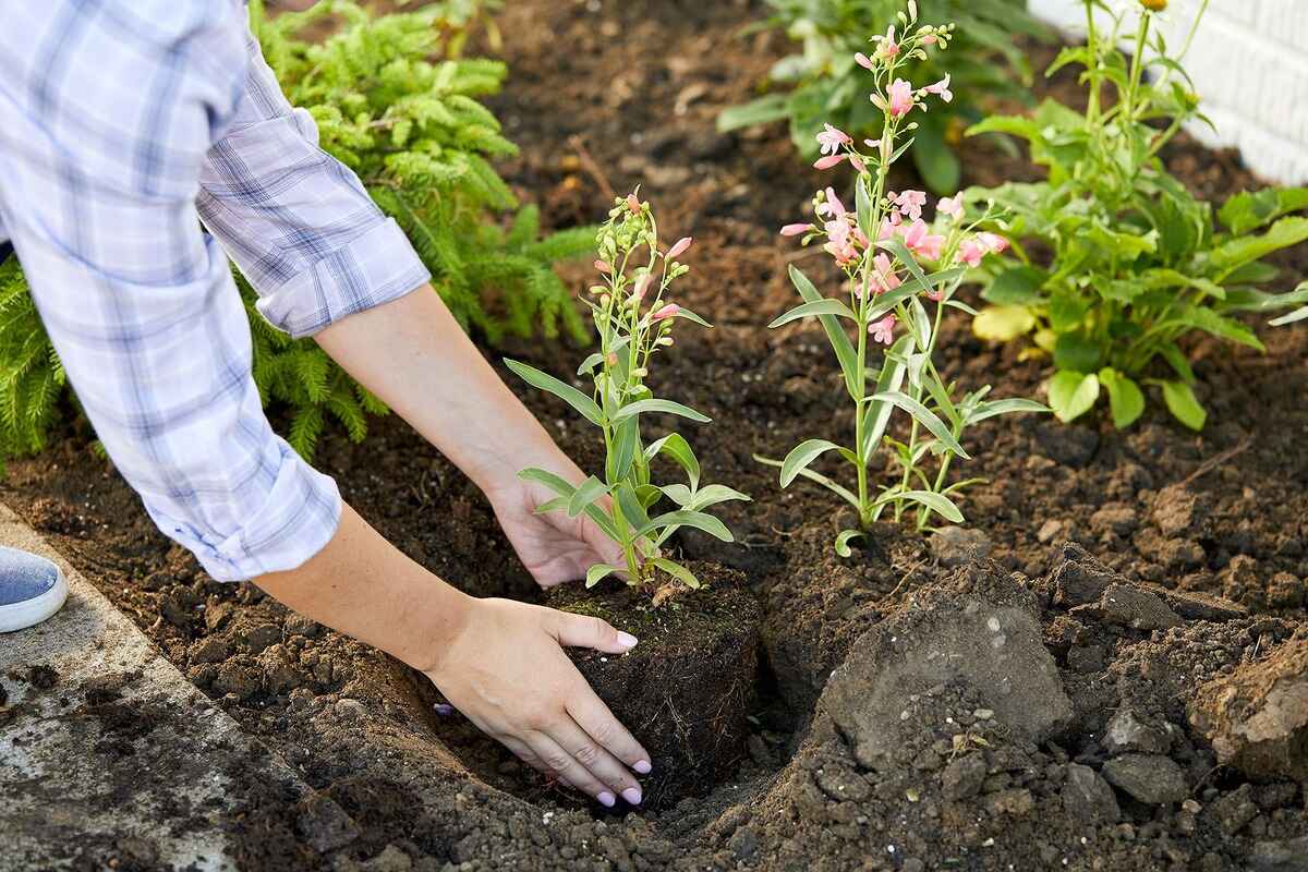 How To Plant Plants In The Ground