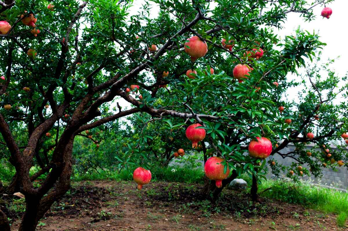 How To Plant Pomegranate Tree