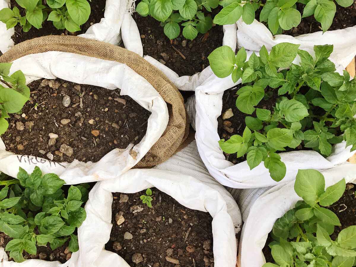 How To Plant Potatoes In Bags