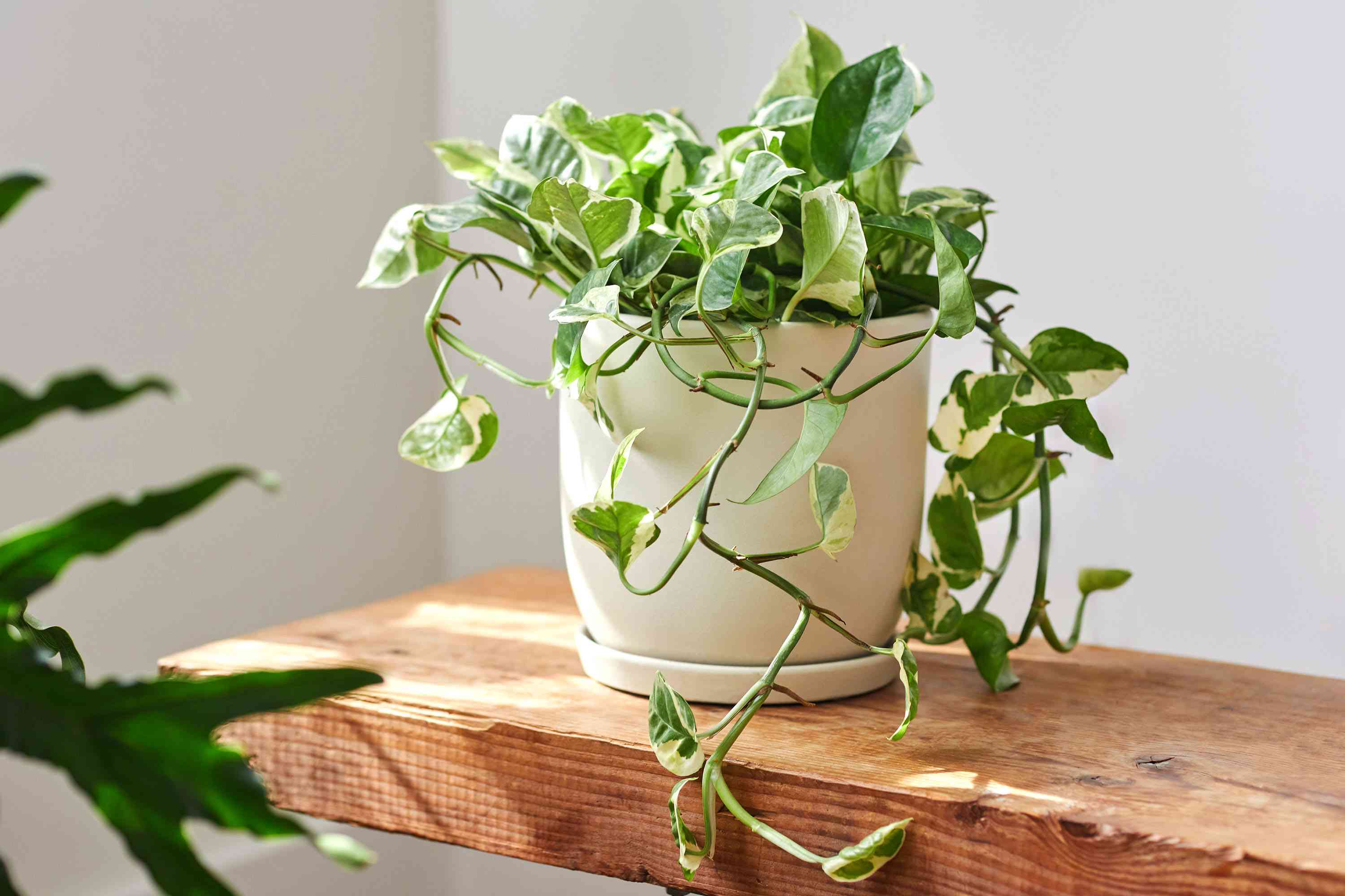 How To Plant Pothos Cuttings