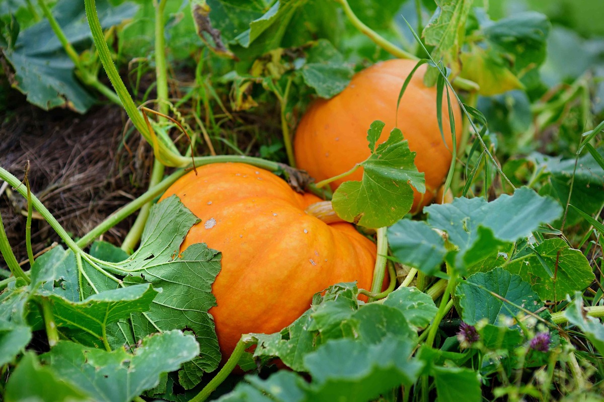 How To Plant Pumpkins