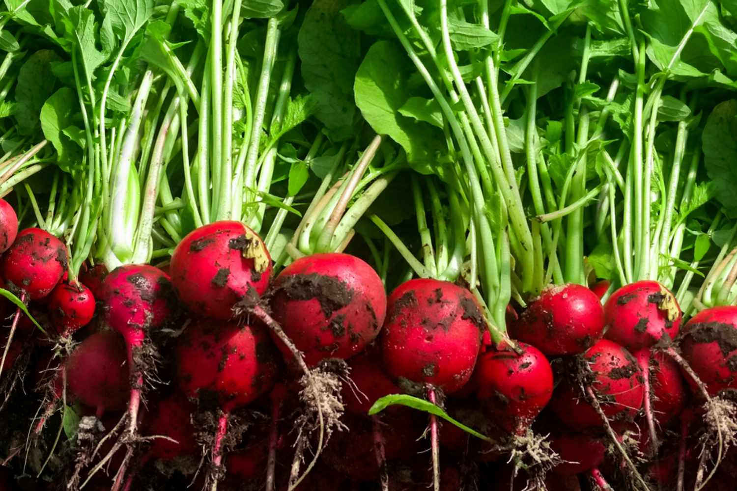 How To Plant Radishes