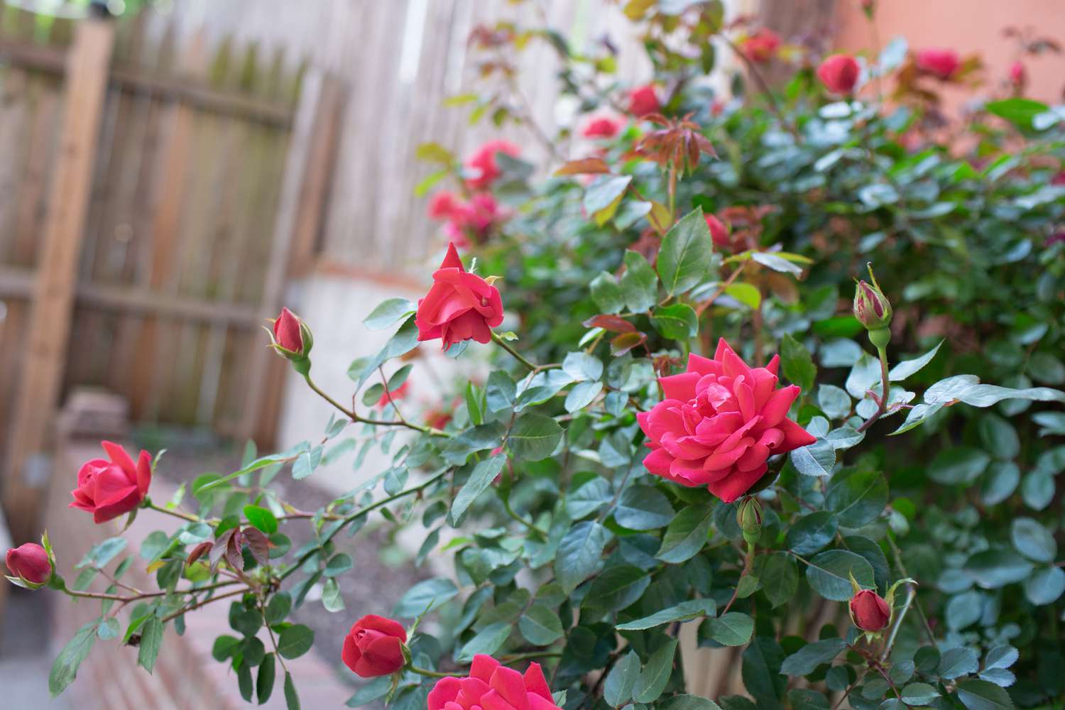 how-to-plant-roses-from-cuttings