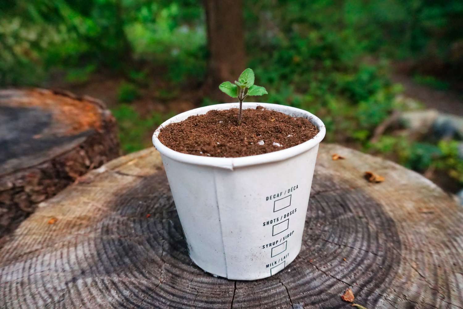How To Plant Seeds In A Pot