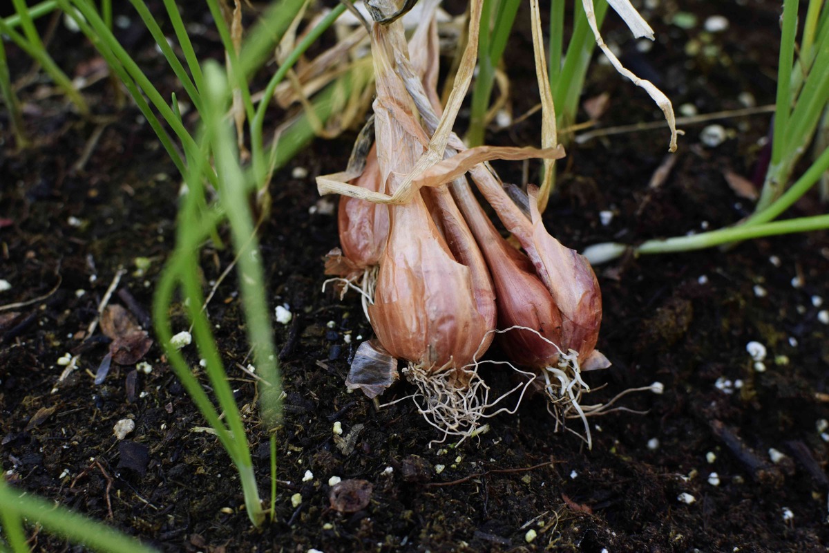 How To Plant Shallots