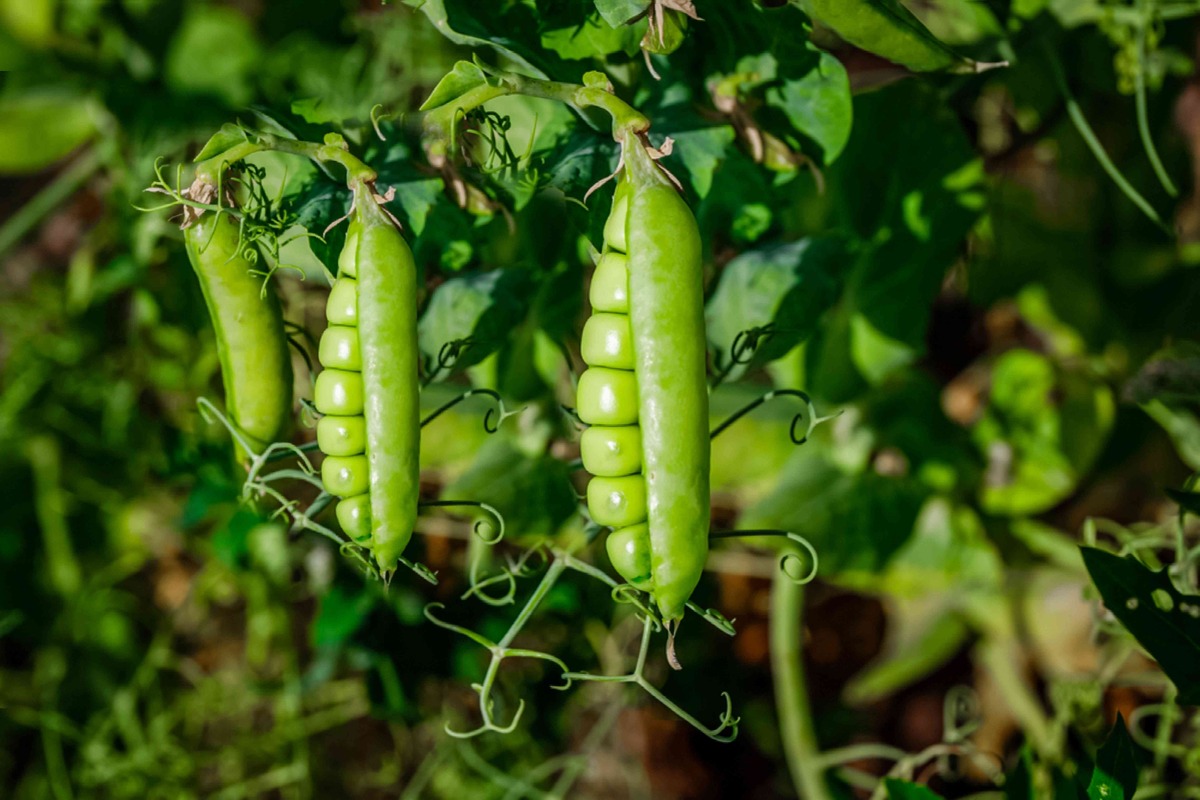 How To Plant Snap Peas