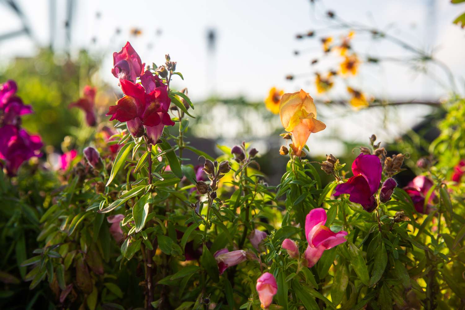 How To Plant Snapdragons