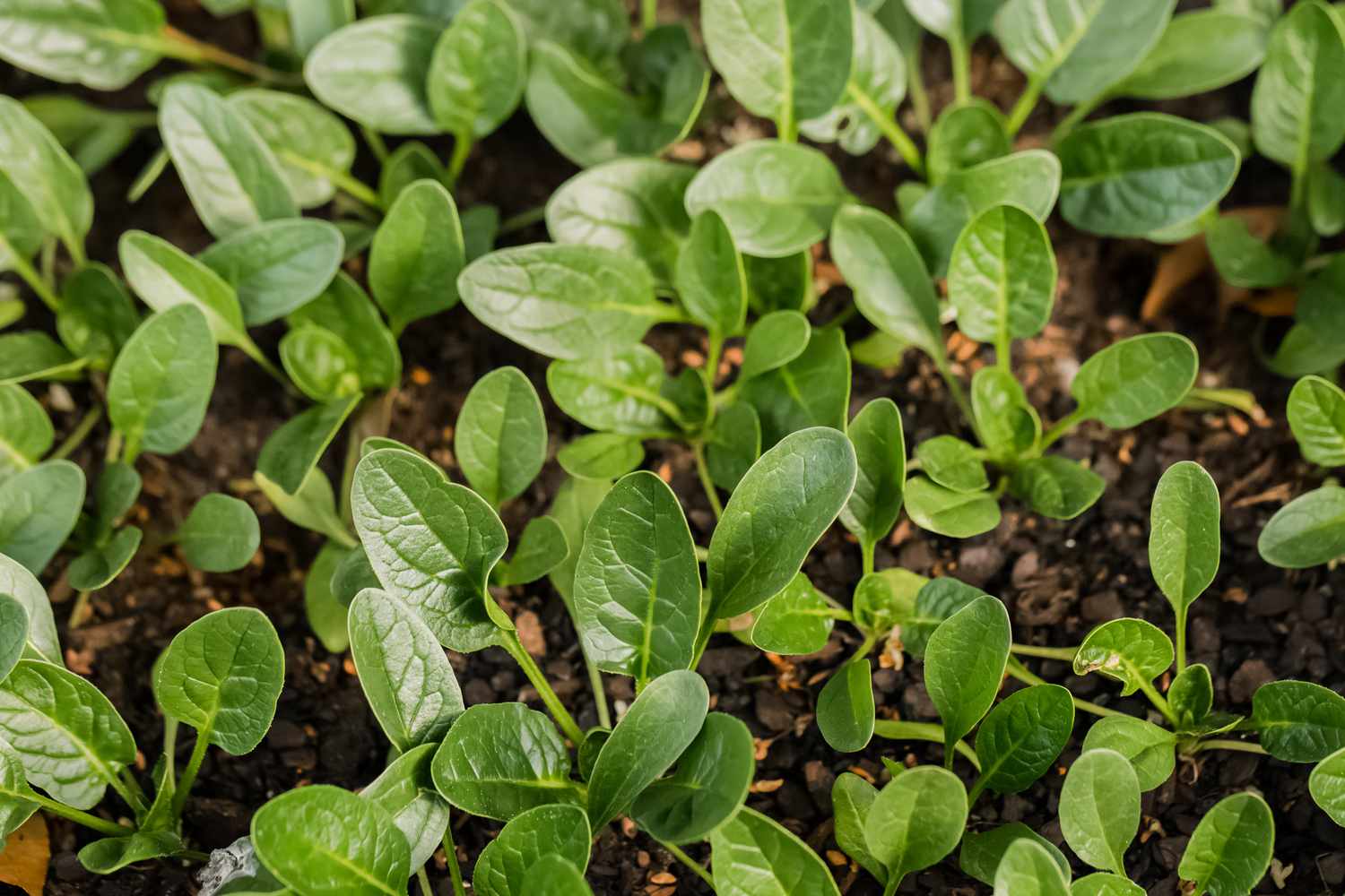 How To Plant Spinach