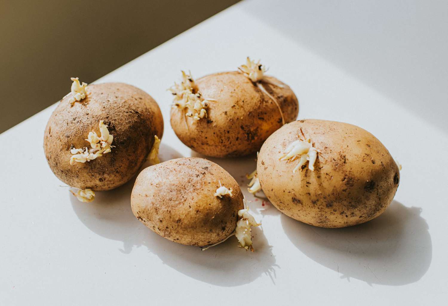 How To Plant Sprouted Potatoes
