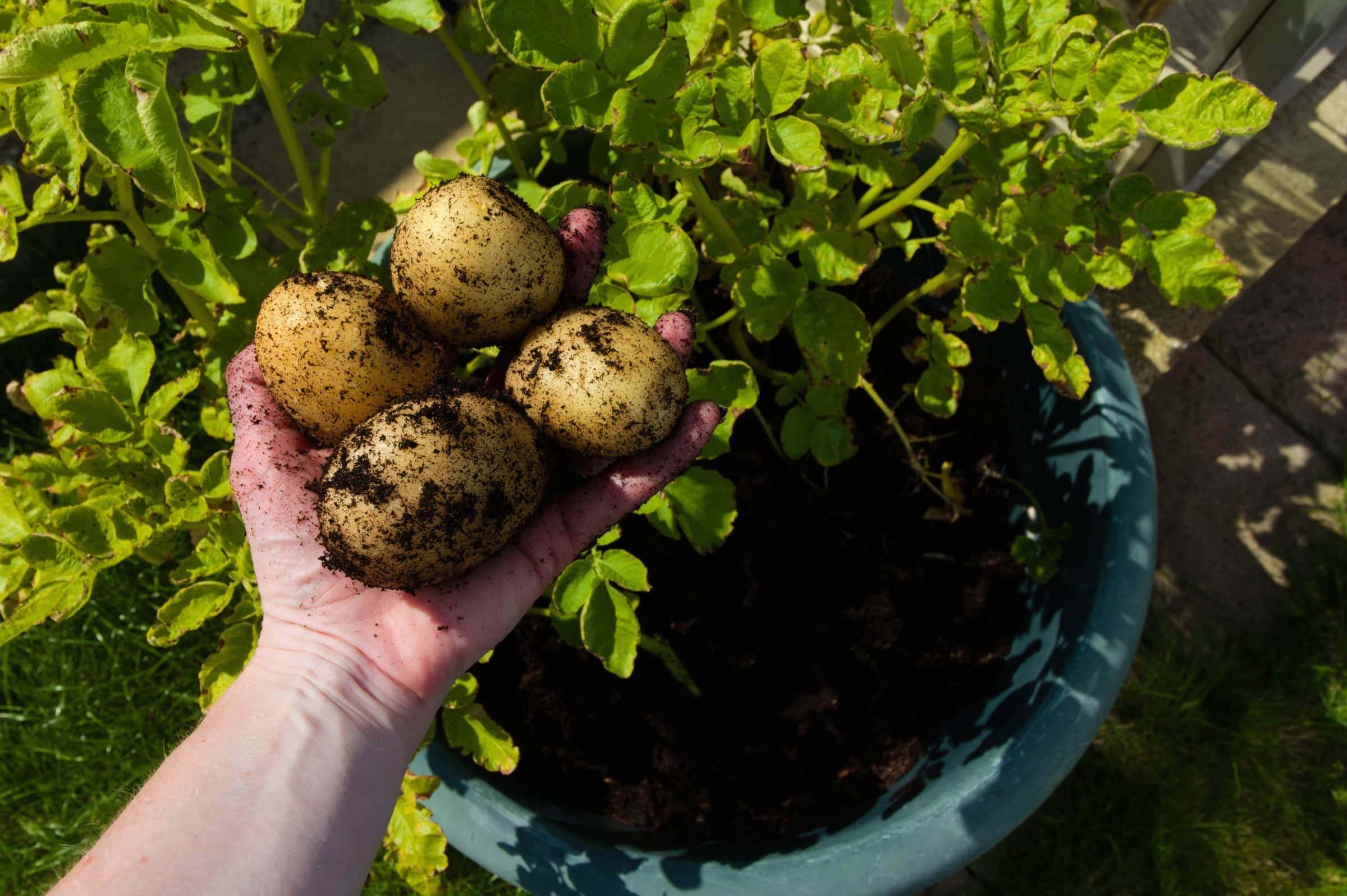 How To Plant Sprouted Potatoes In Containers