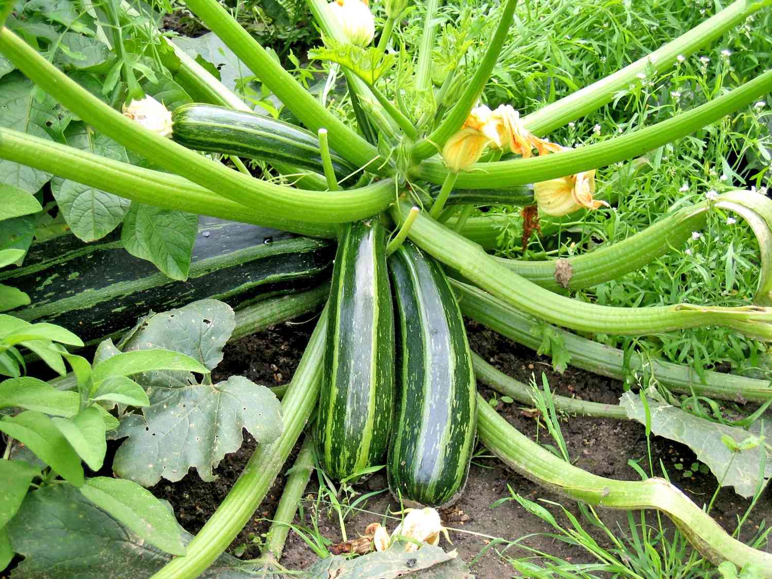 How To Plant Squash