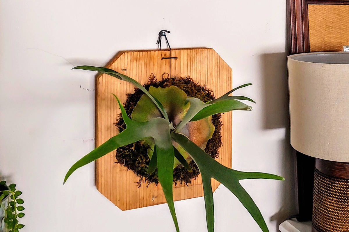 how-to-plant-staghorn-fern