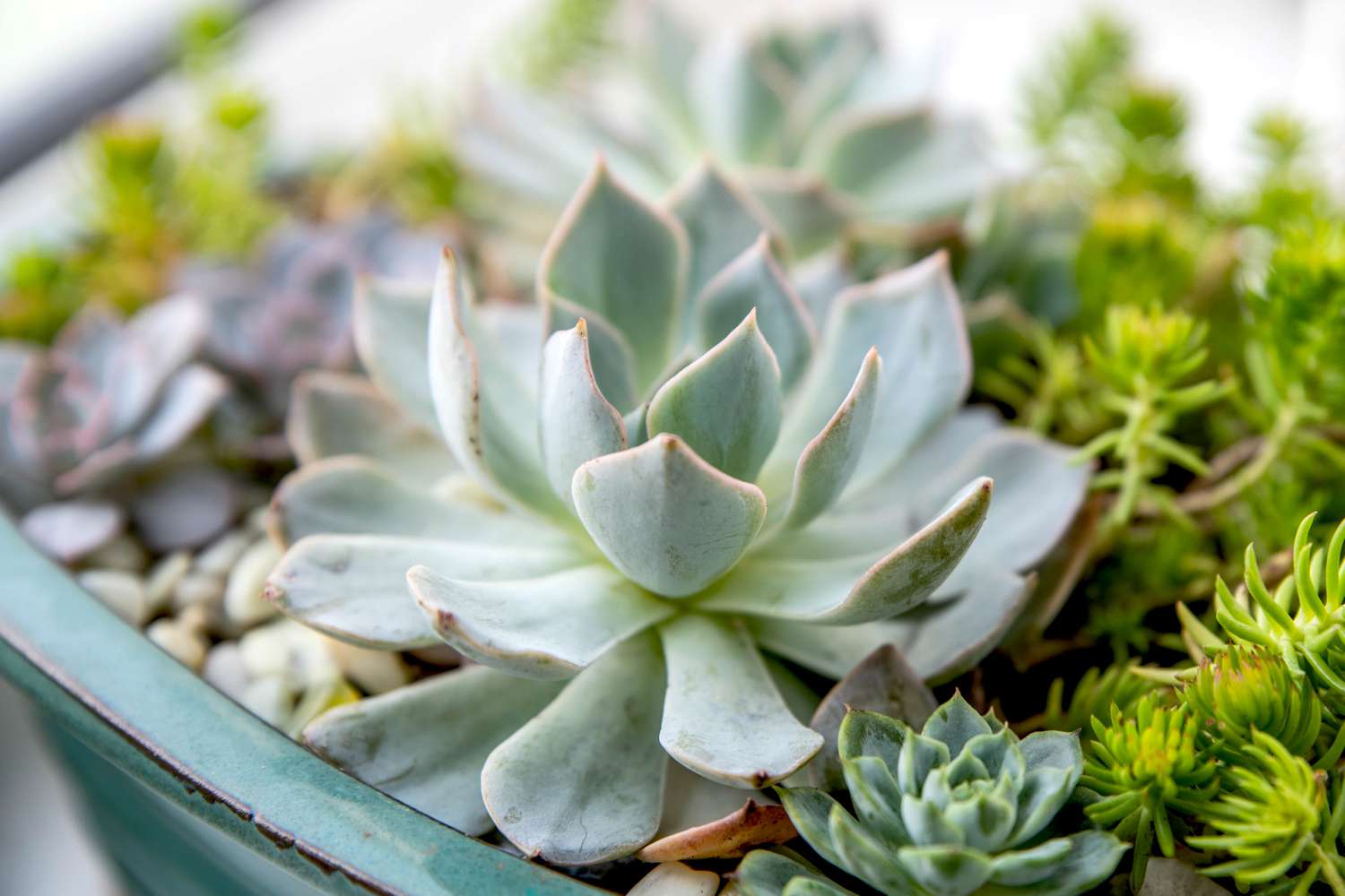 How To Plant Succulent Leaves