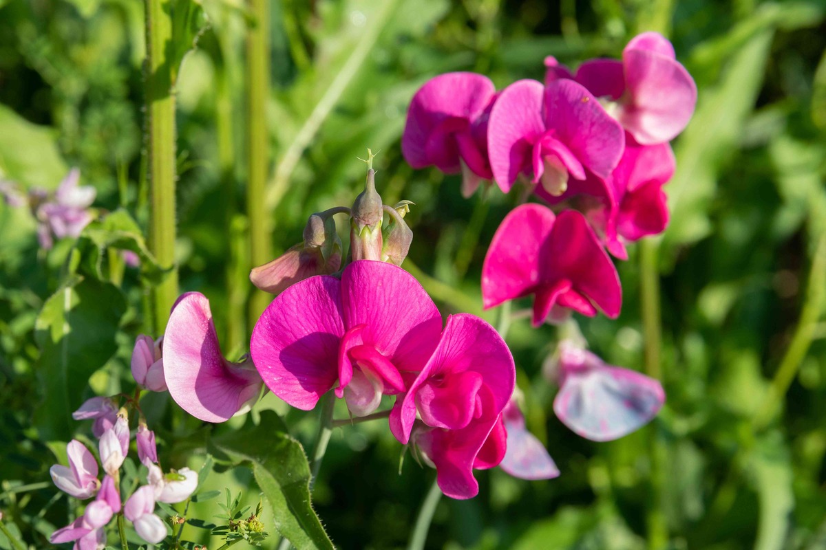 How To Plant Sweet Peas