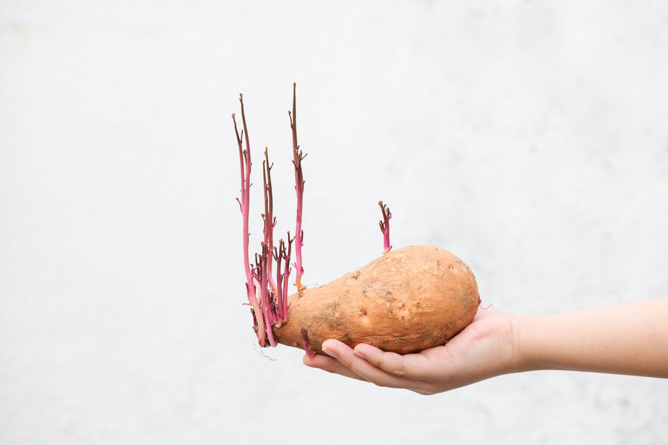 how-to-plant-sweet-potatoes-that-have-sprouted