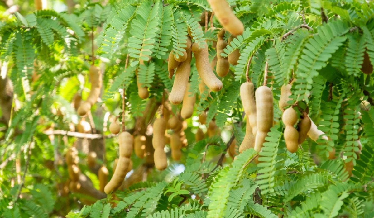 How To Plant Tamarind Seeds
