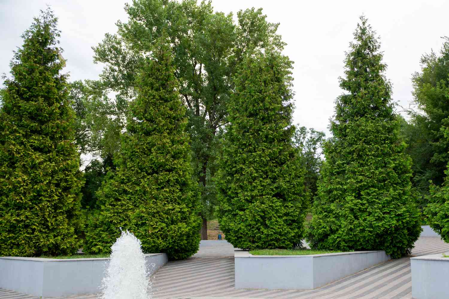 How To Plant Thuja Green Giant