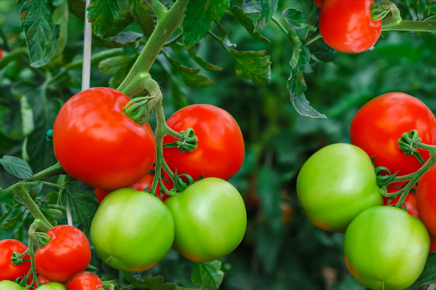 How To Plant Tomato