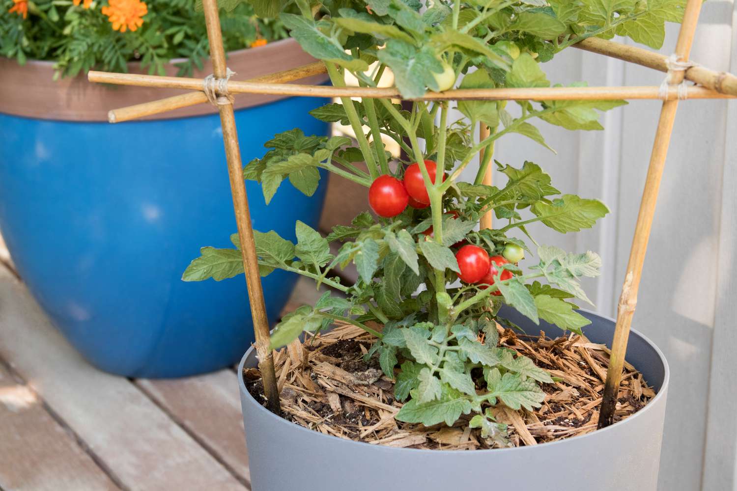 How To Plant Tomatoes In A Pot