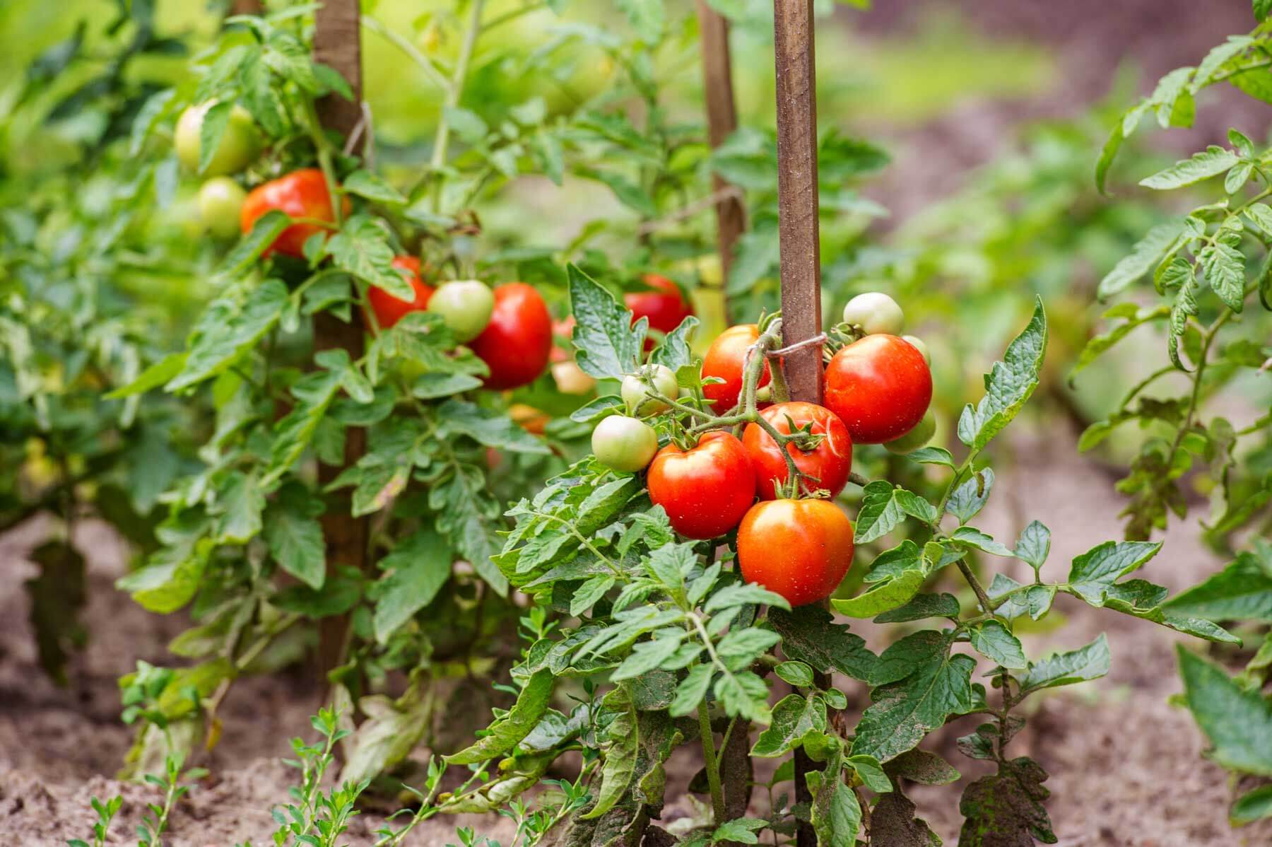 How To Plant Tomatoes In A Raised Bed