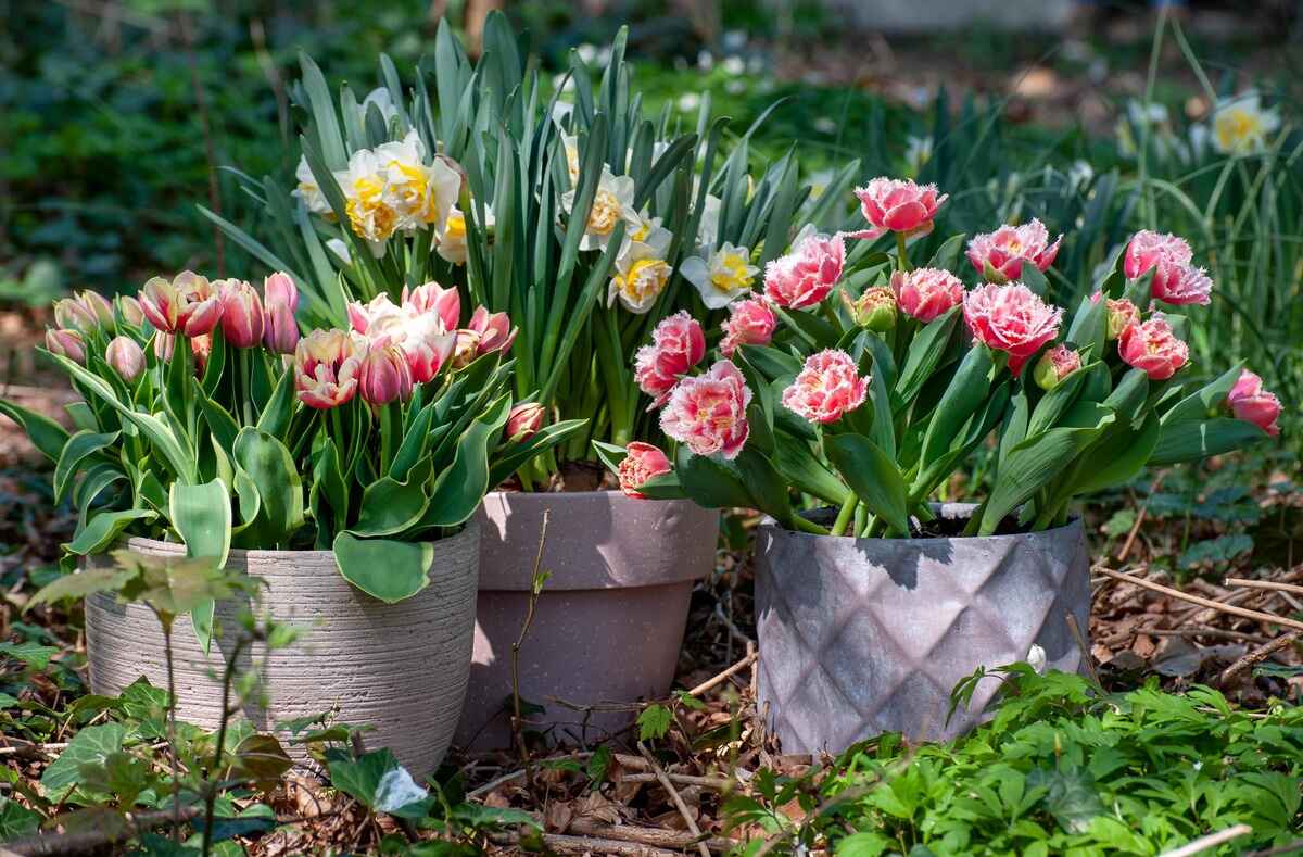 How To Plant Tulip Bulbs In Pots