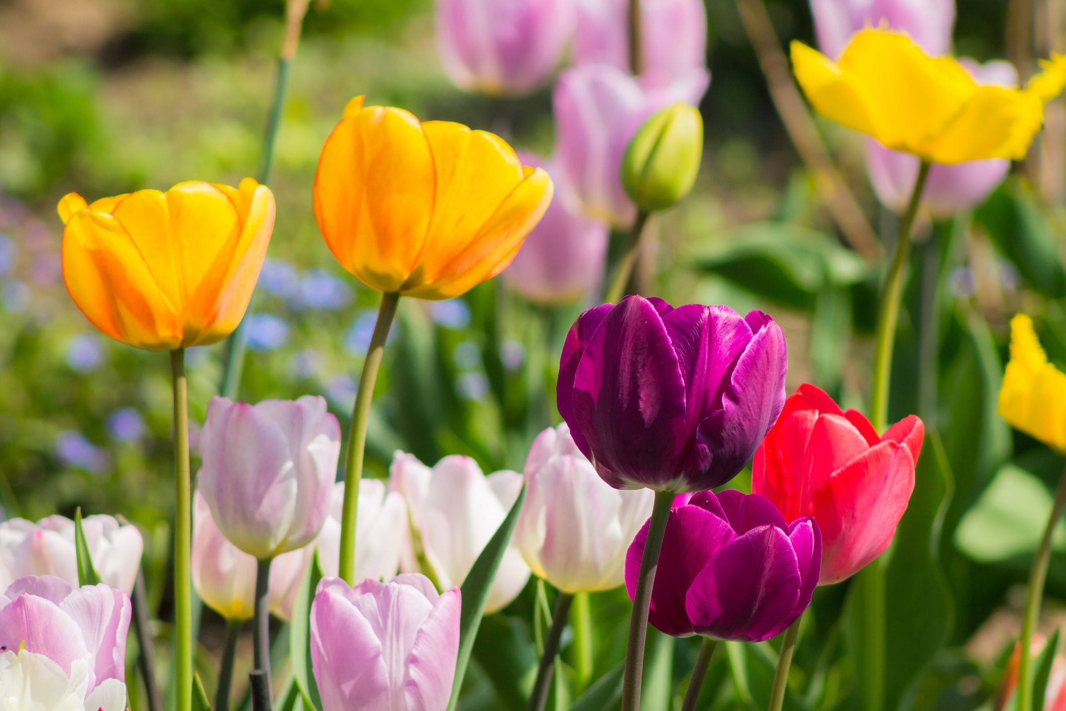 How To Plant Tulips Bulbs