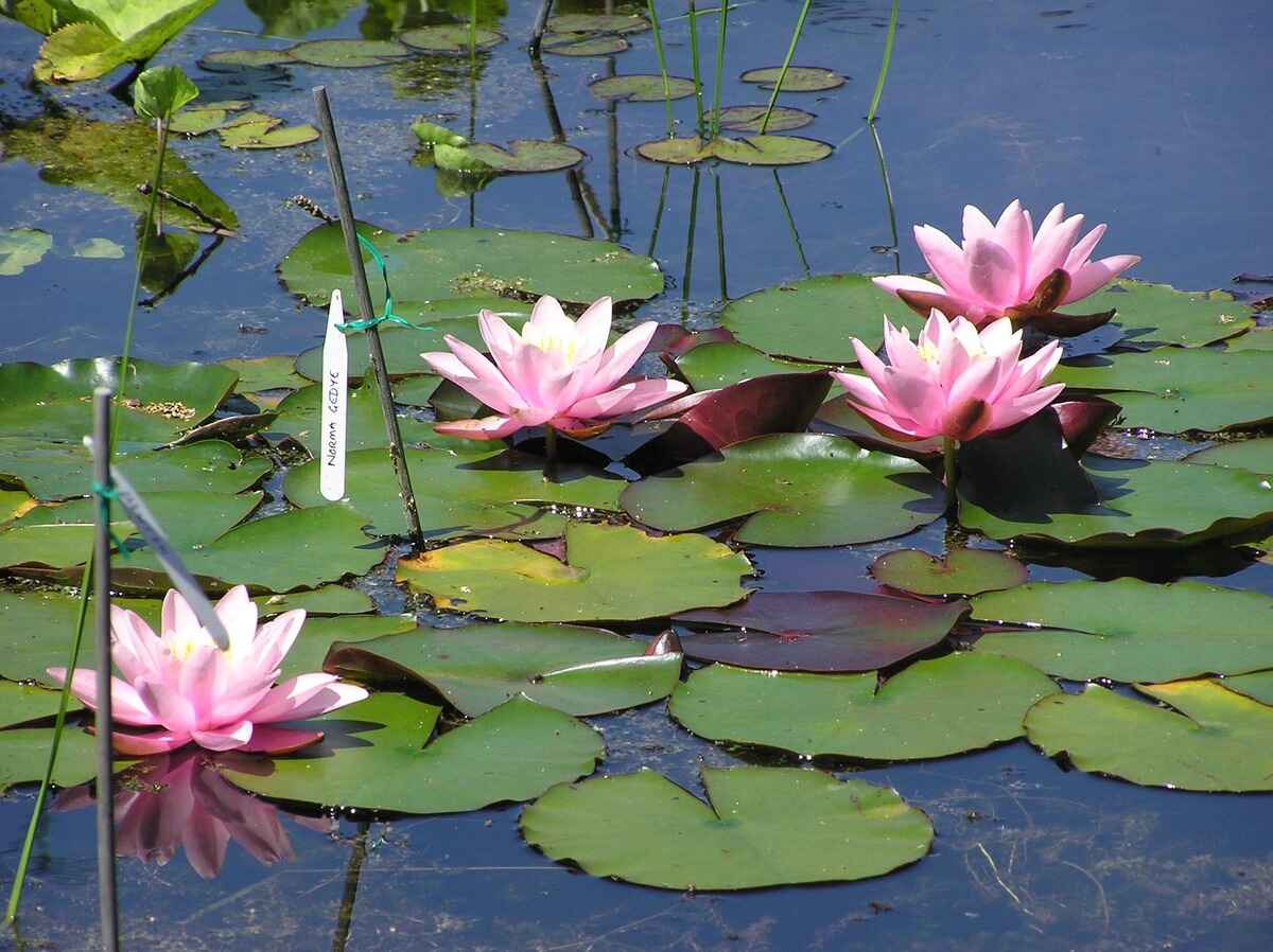 How To Plant Water Lilies In A Deep Pond