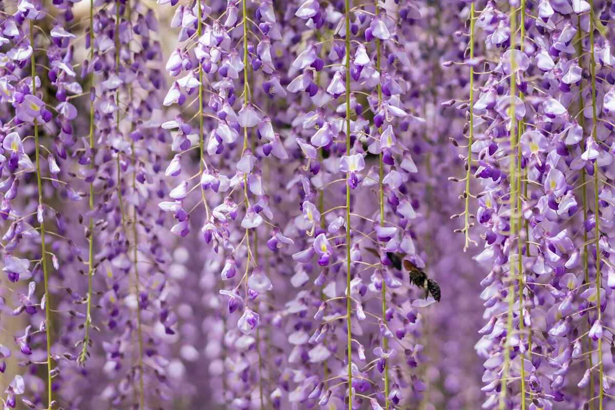 How To Plant Wisteria
