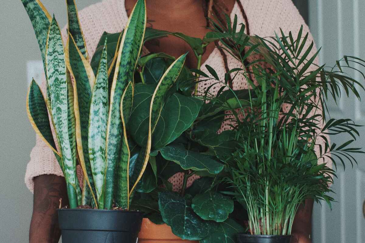 How To Pot A Snake Plant