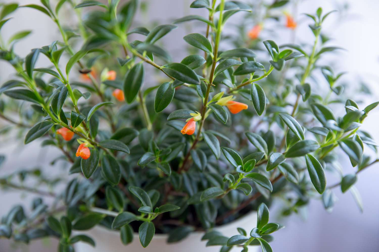 How To Propagate A Goldfish Plant