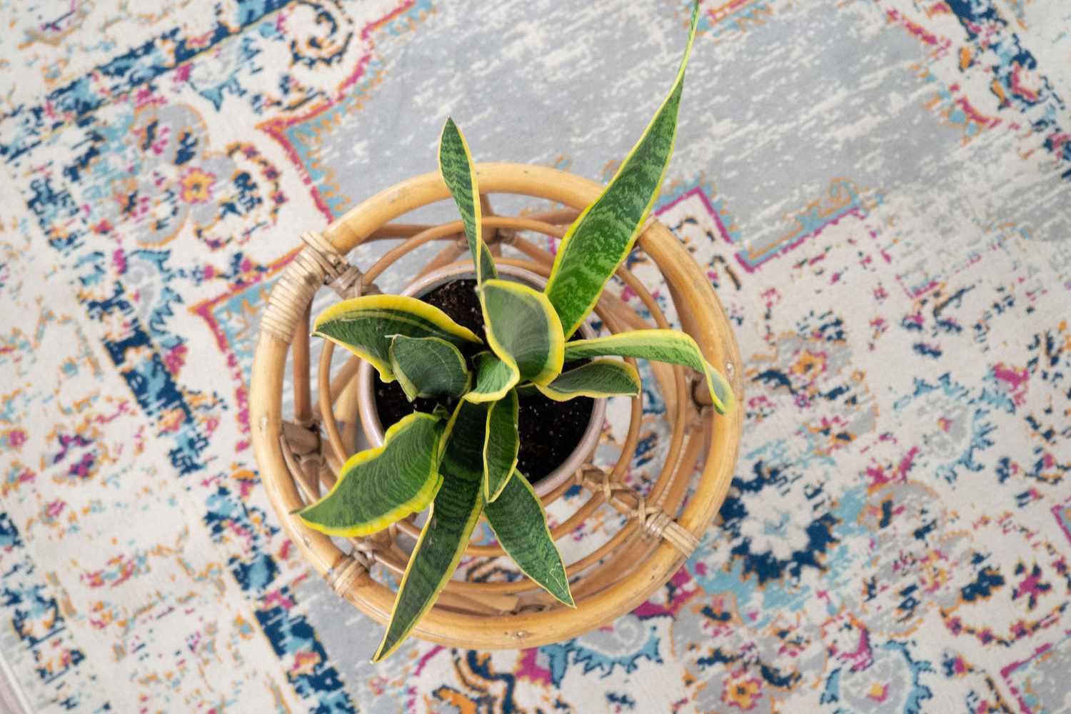 How To Propagate A Snake Plant