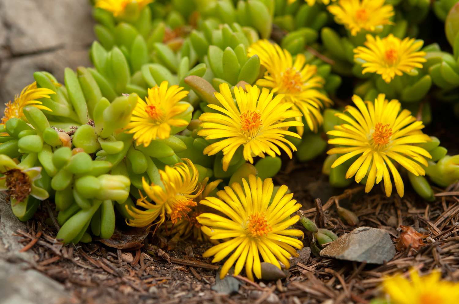 How To Propagate Ice Plant
