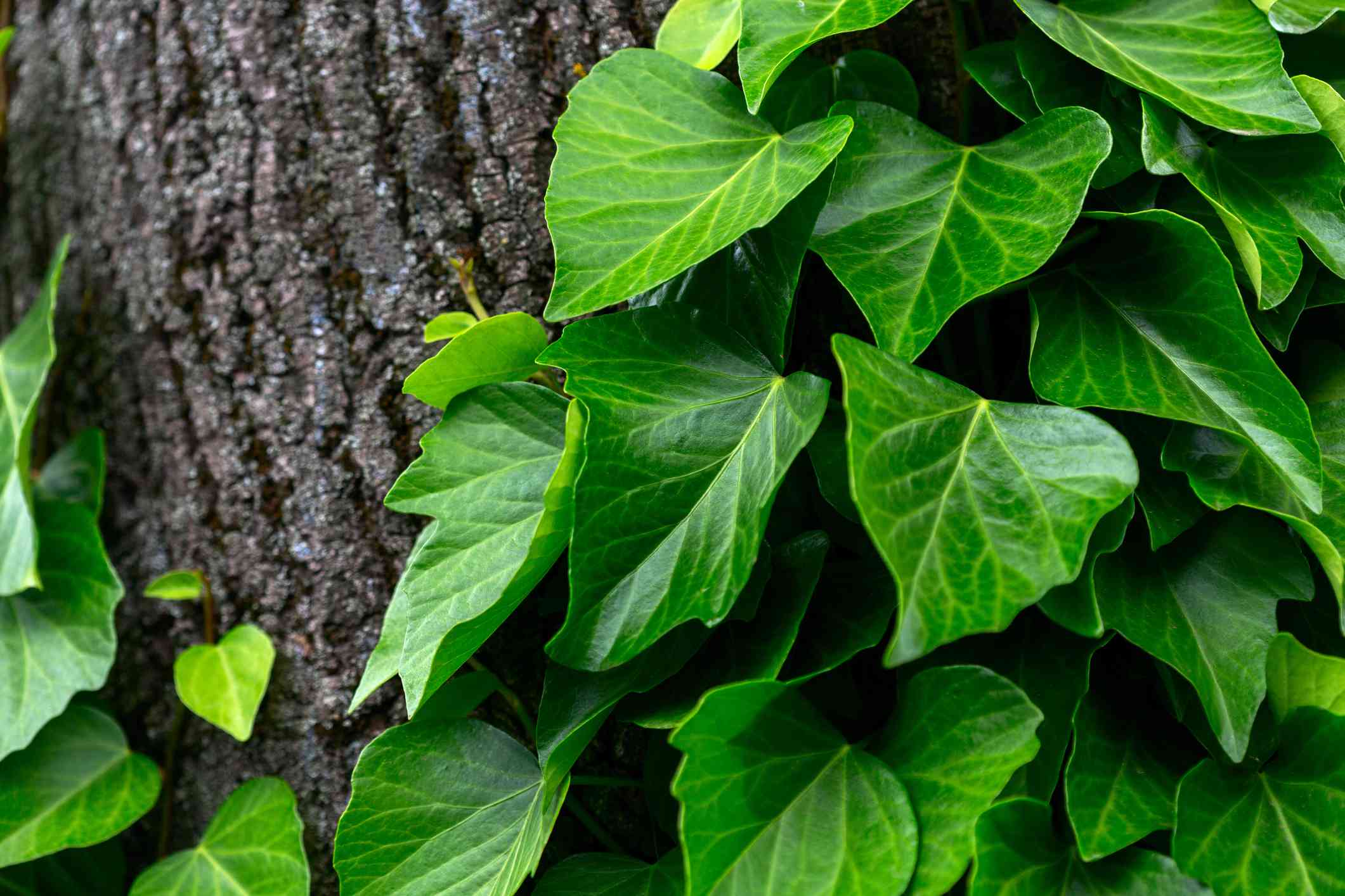 How To Propagate Ivy Plant