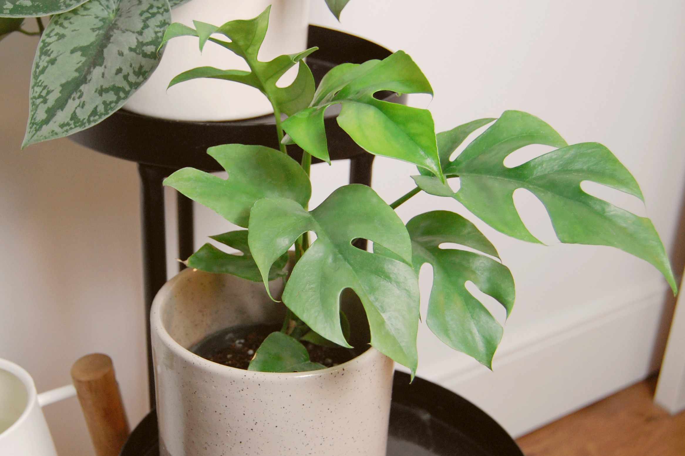 How To Propagate Monstera Plant
