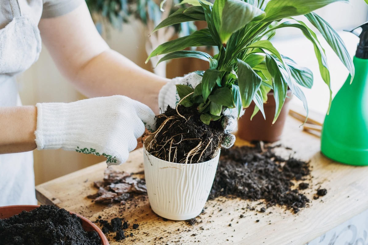 How To Properly Repot A Plant