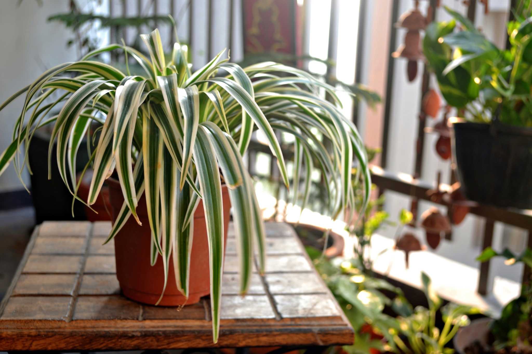 How To Propogate Spider Plant